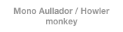 Mono Aullador / Howler monkey